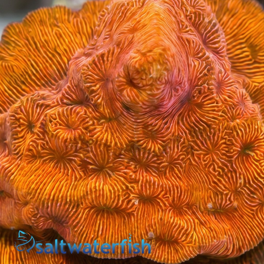 Wrinkle, Leptoseris : Orange - Australia