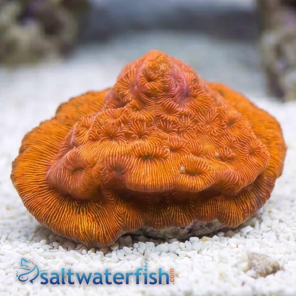 Wrinkle, Leptoseris : Orange - Australia