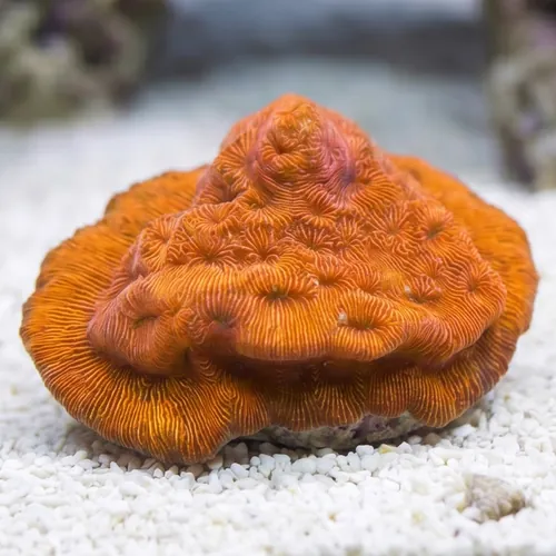 Wrinkle, Leptoseris : Orange - Australia