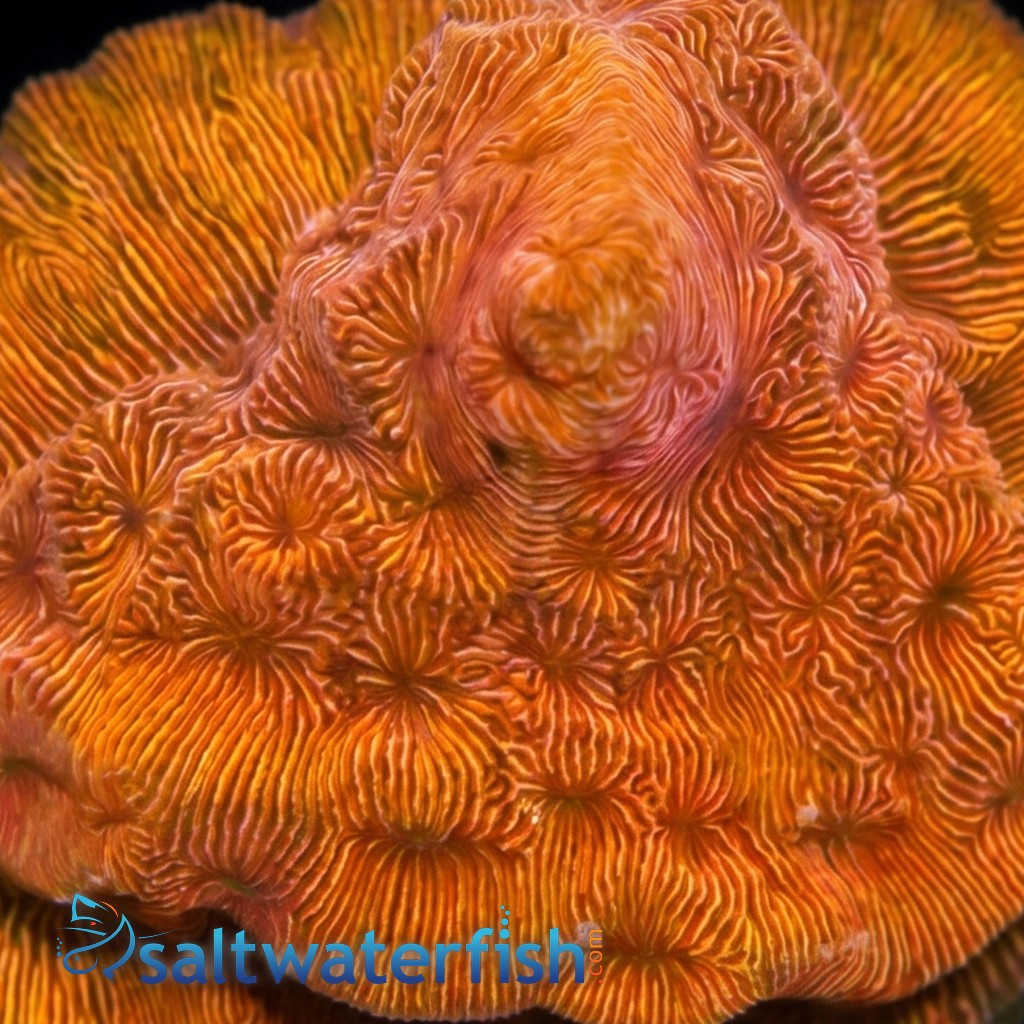 Wrinkle, Leptoseris : Orange - Australia Aquacultured