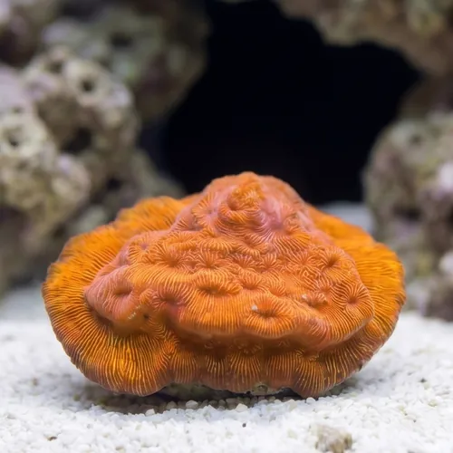 Wrinkle, Leptoseris : Orange - Australia Aquacultured
