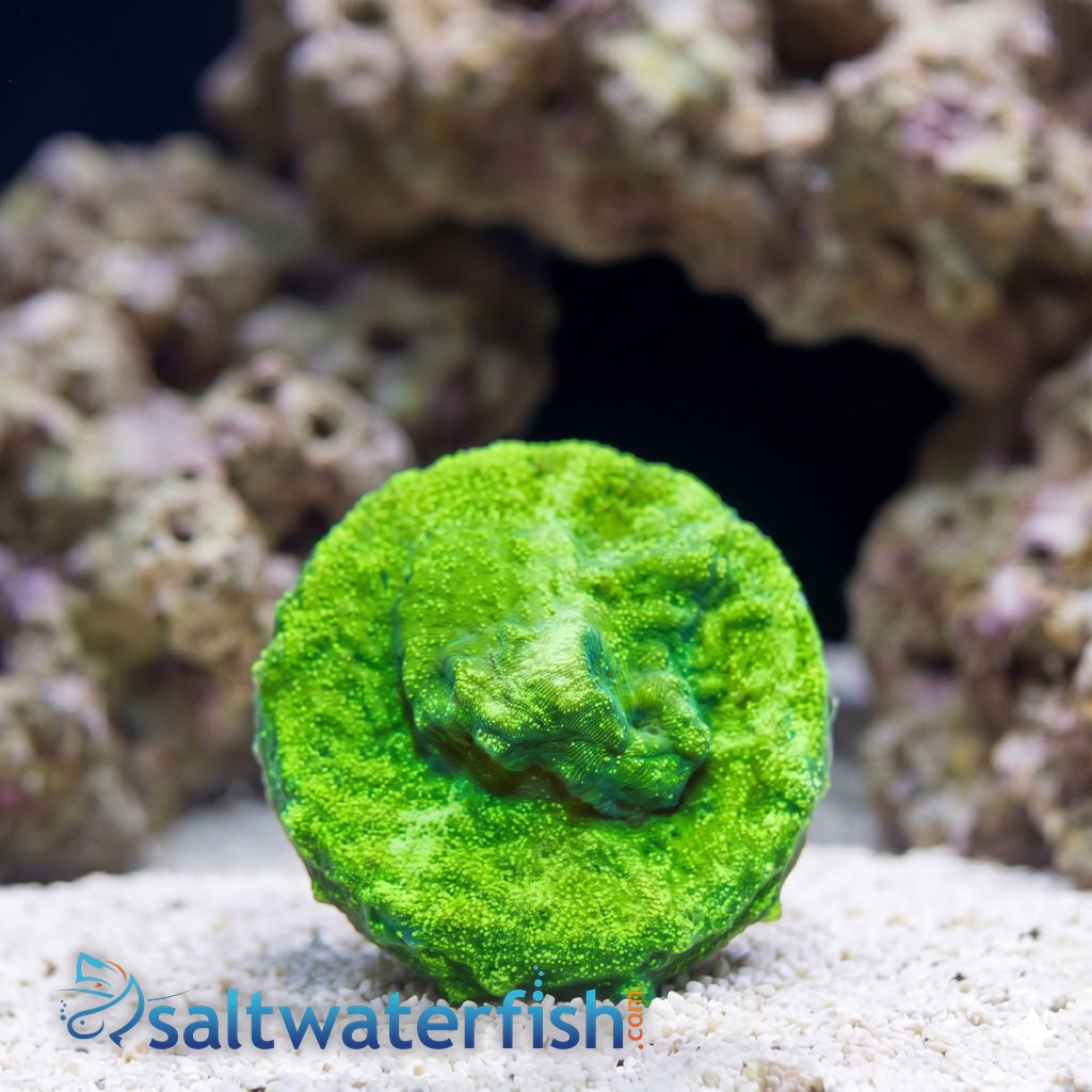 Wrinkle, Leptoseris : Green - Australia