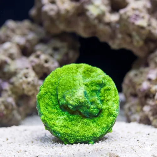 Wrinkle, Leptoseris : Green - Australia
