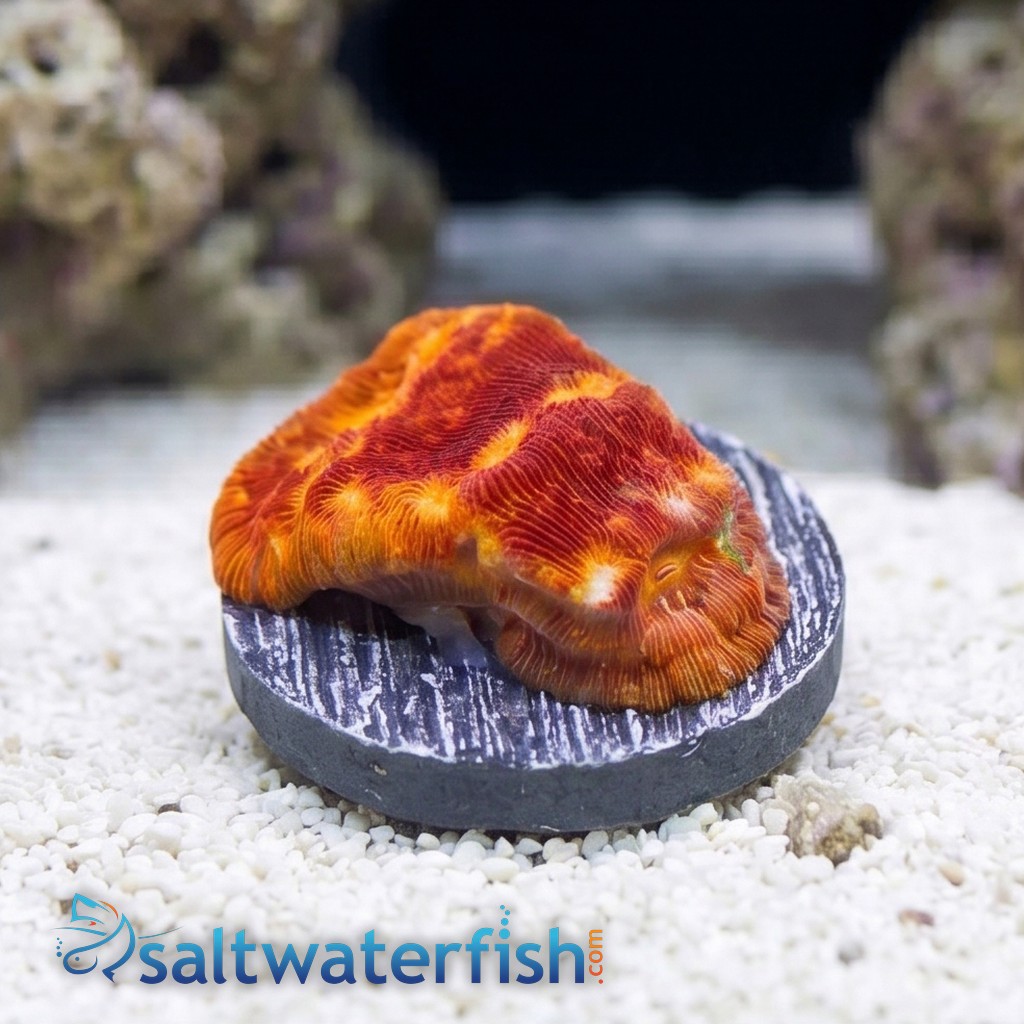 Leptoseris : Lunar Landing - Aquacultured