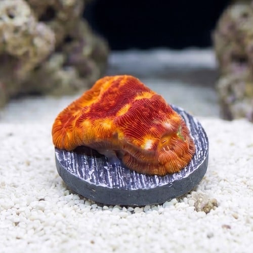 Leptoseris : Lunar Landing - Aquacultured