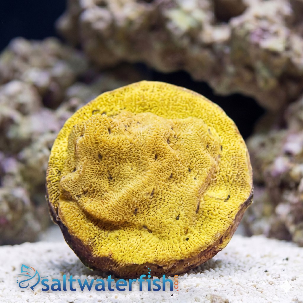 Leptoseris : Tangerine Juice - Aquacultured