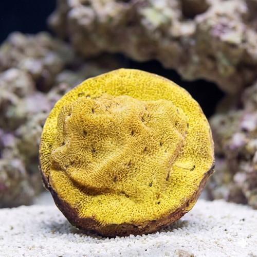 Leptoseris : Tangerine Juice - Aquacultured