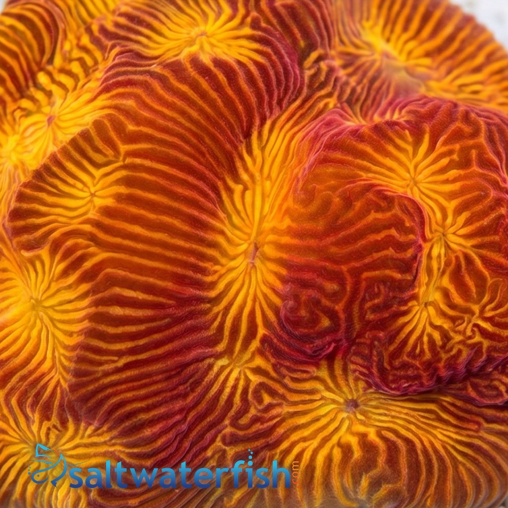 Leptoseris : Tan Lady - Aquacultured