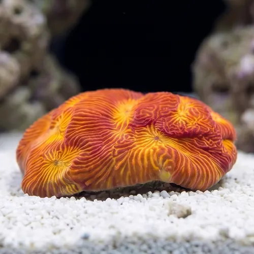 Leptoseris : Tan Lady - Aquacultured