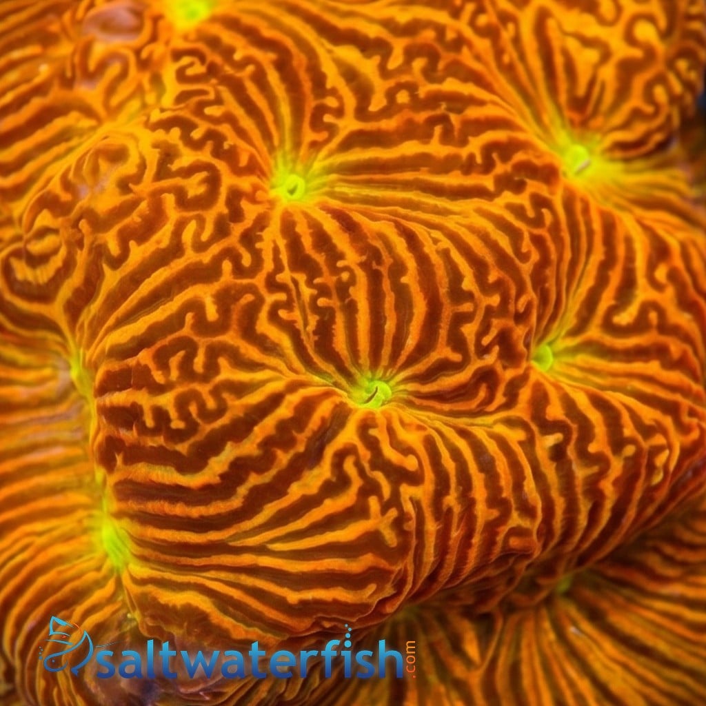 Leptoseris : Jack O Lantern - Aquacultured