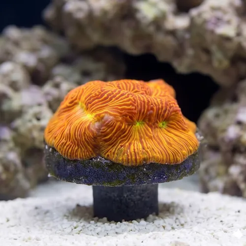 Leptoseris : Jack O Lantern - Aquacultured