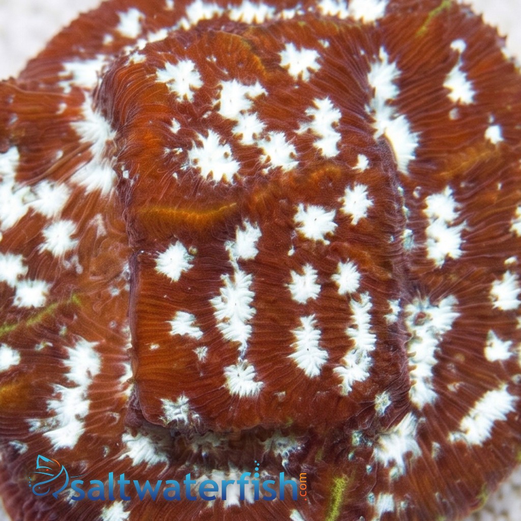 Leptoseris : Frostbite - Aquacultured