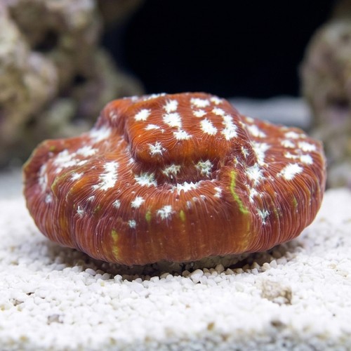 Leptoseris : Frostbite - Aquacultured