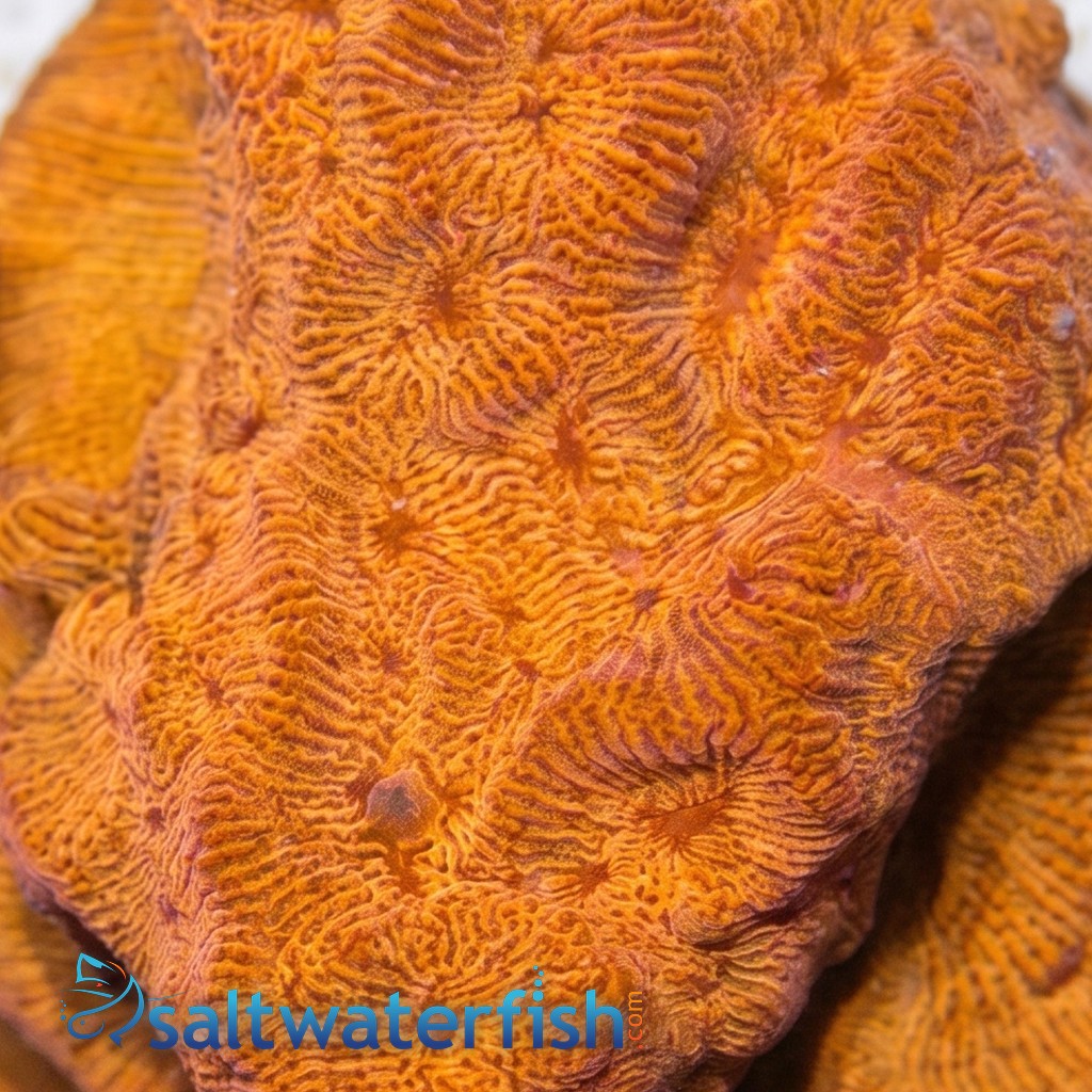 Leptoseris : BBQ Chip - Aquacultured