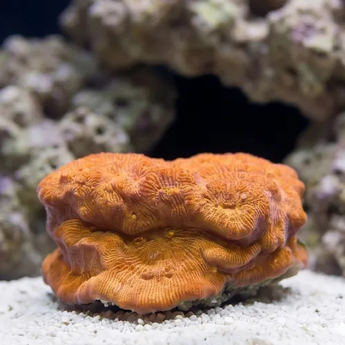 Leptoseris : BBQ Chip - Aquacultured