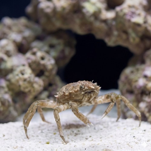 Long nose Spider Crab