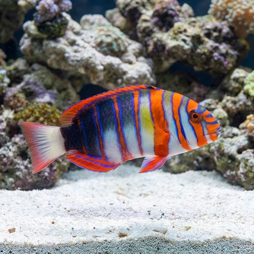 Harlequin Tusk - Australia