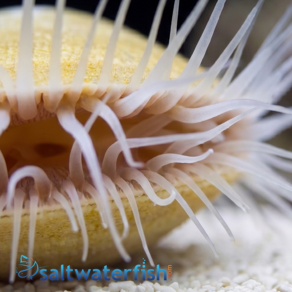 Flame Scallop: White