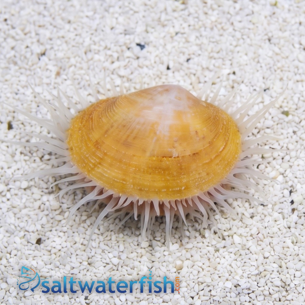 Flame Scallop: White