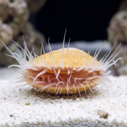 Flame Scallop: White
