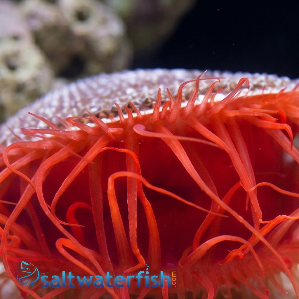 Flame Scallop