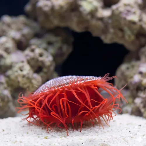 Flame Scallop