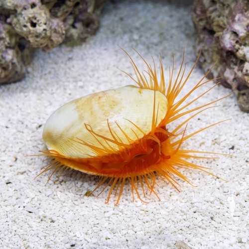 Electric Flame Scallop