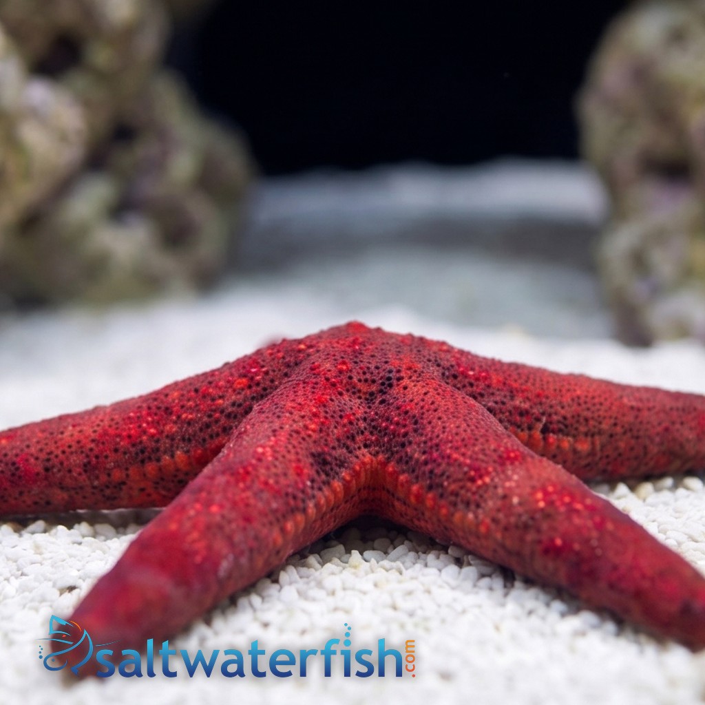 Burgundy Starfish