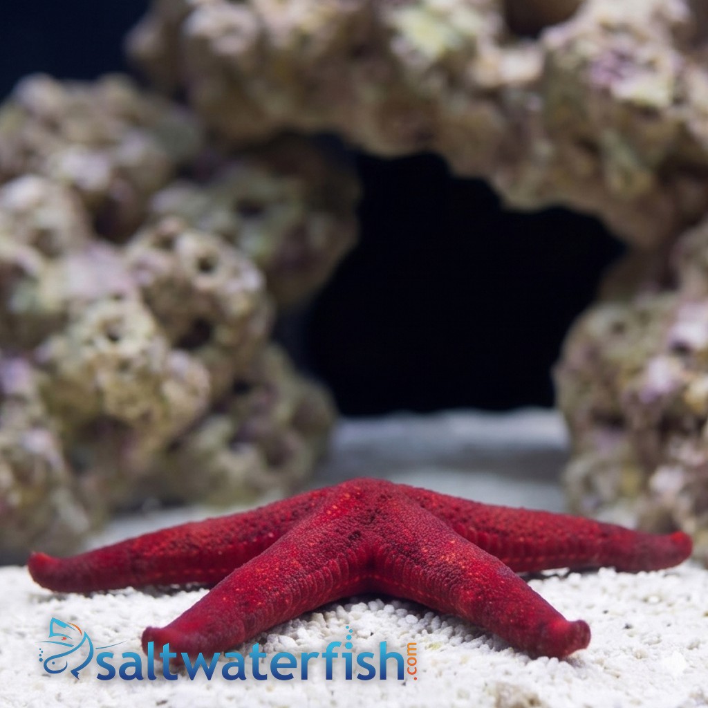 Burgundy Starfish
