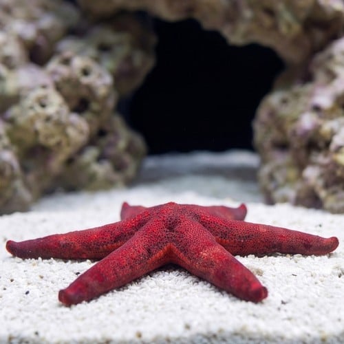 Burgundy Starfish