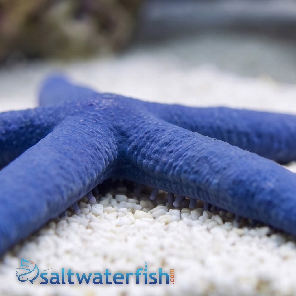 Blue Linckia Starfish 