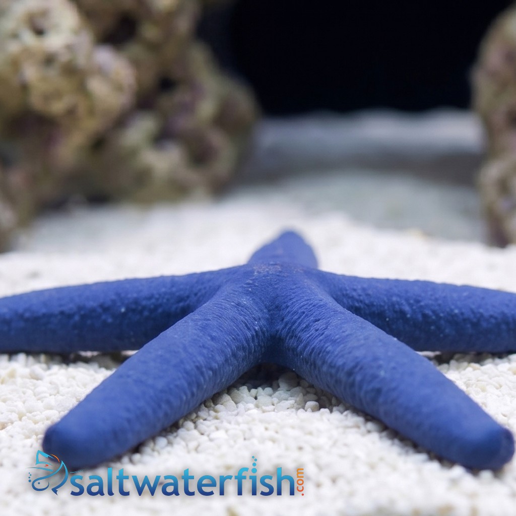 Blue Linckia Starfish 