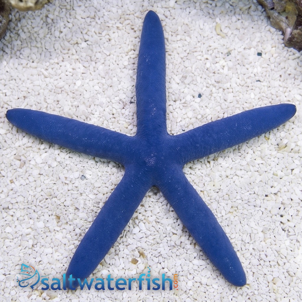 Blue Linckia Starfish 