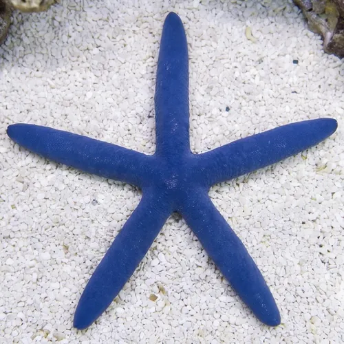 Blue Linckia Starfish