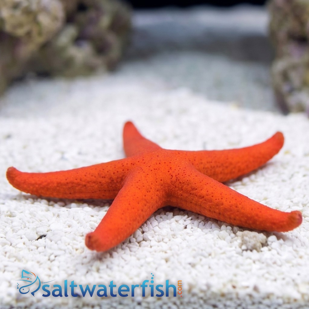 Orange Linckia Starfish