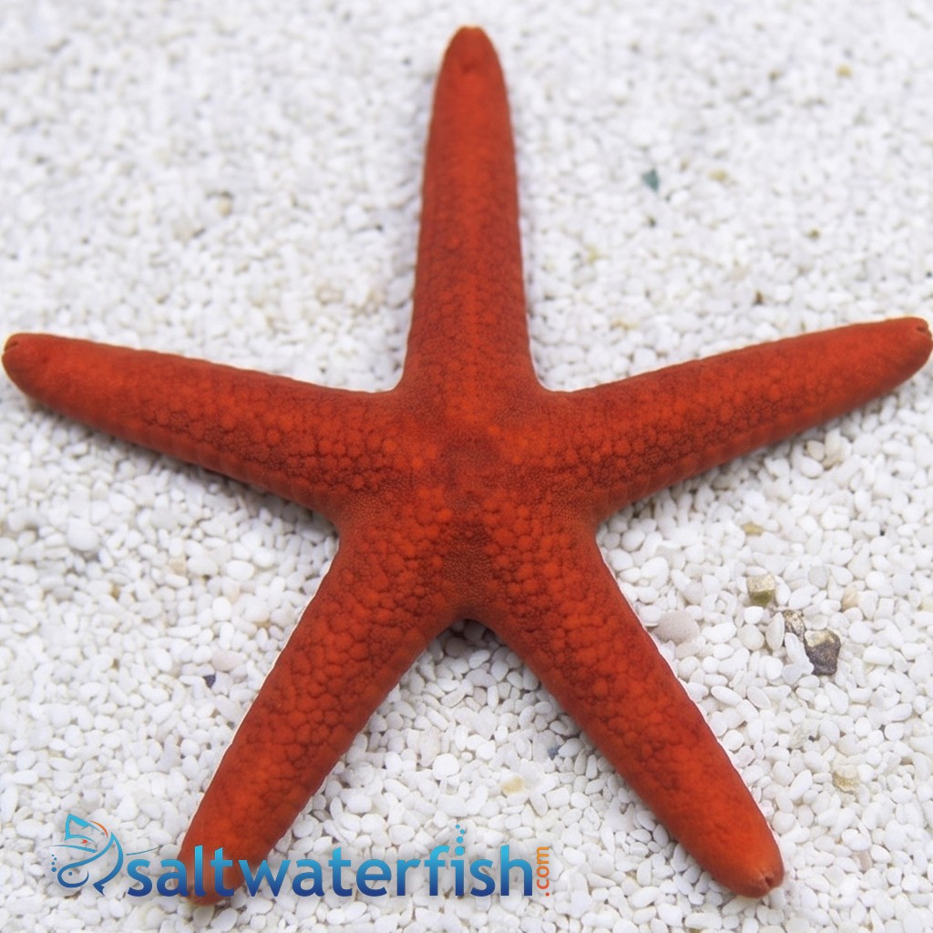 Orange Linckia Starfish