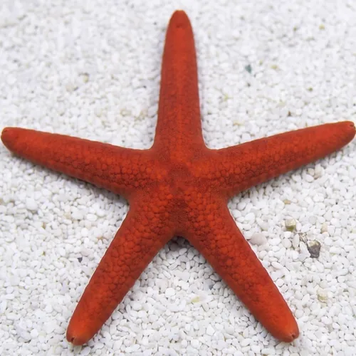 Orange Linckia Starfish