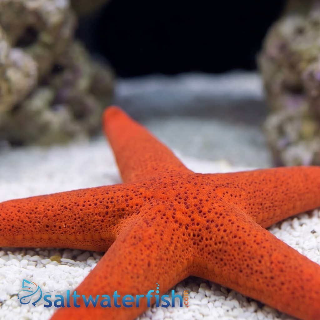 Red Linckia Starfish