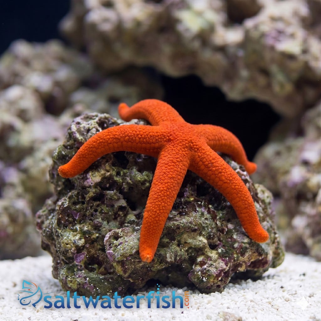 Red Linckia Starfish