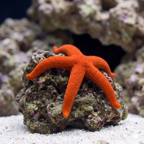 Red Linckia Starfish - Indo Pacific
