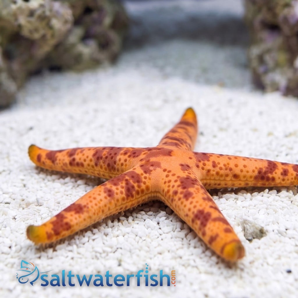 Multicolor Linckia Starfish 