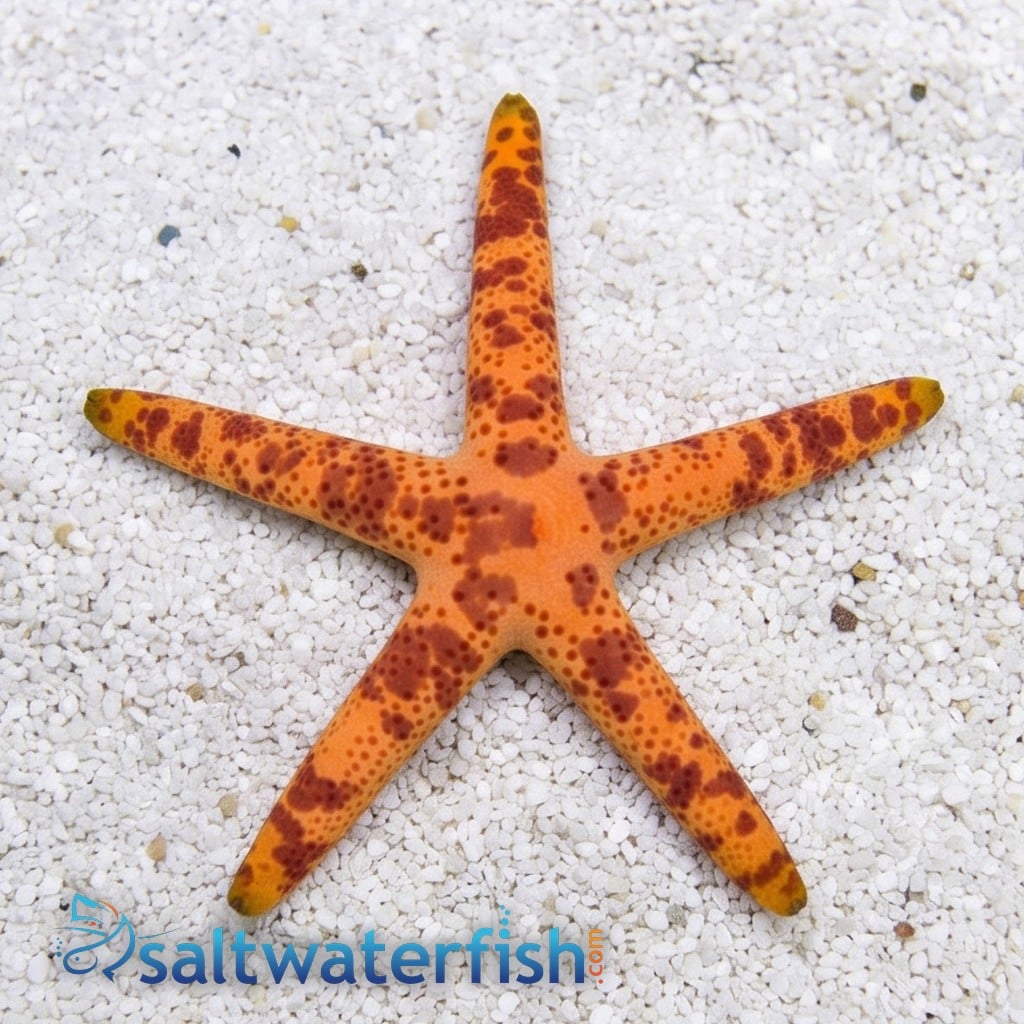 Multicolor Linckia Starfish 