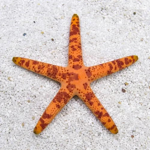 Multicolor Linckia Starfish
