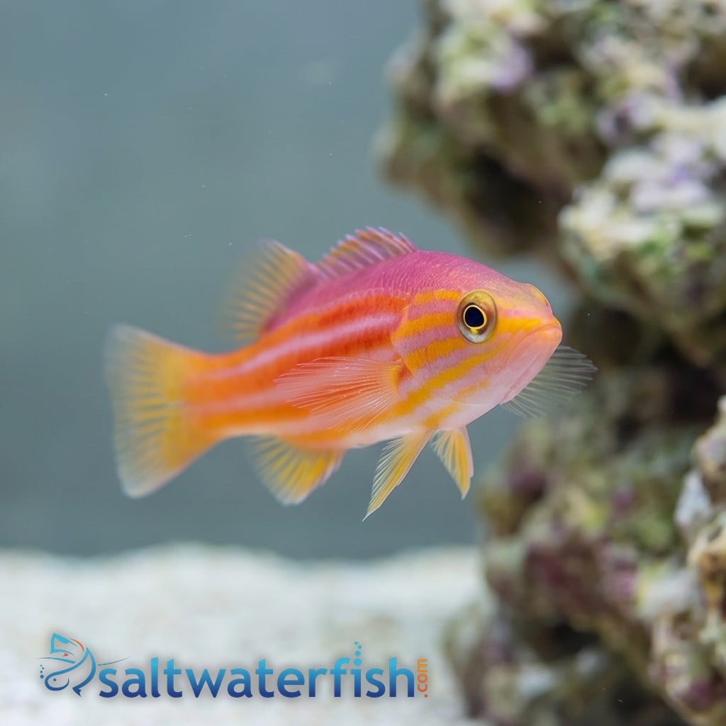 African Reef Basslet
