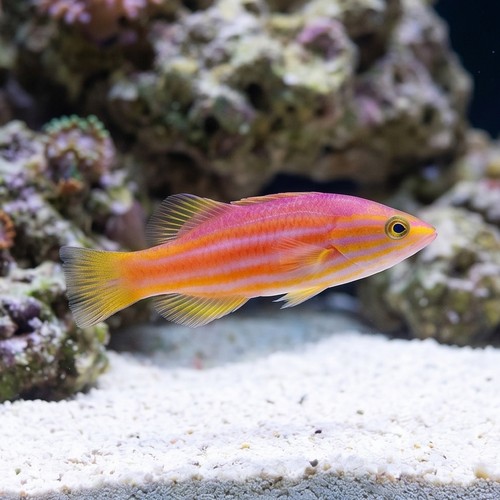 African Reef Basslet