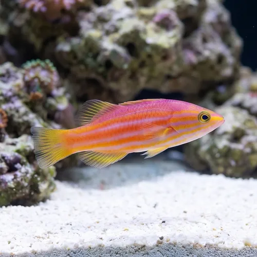 African Reef Basslet