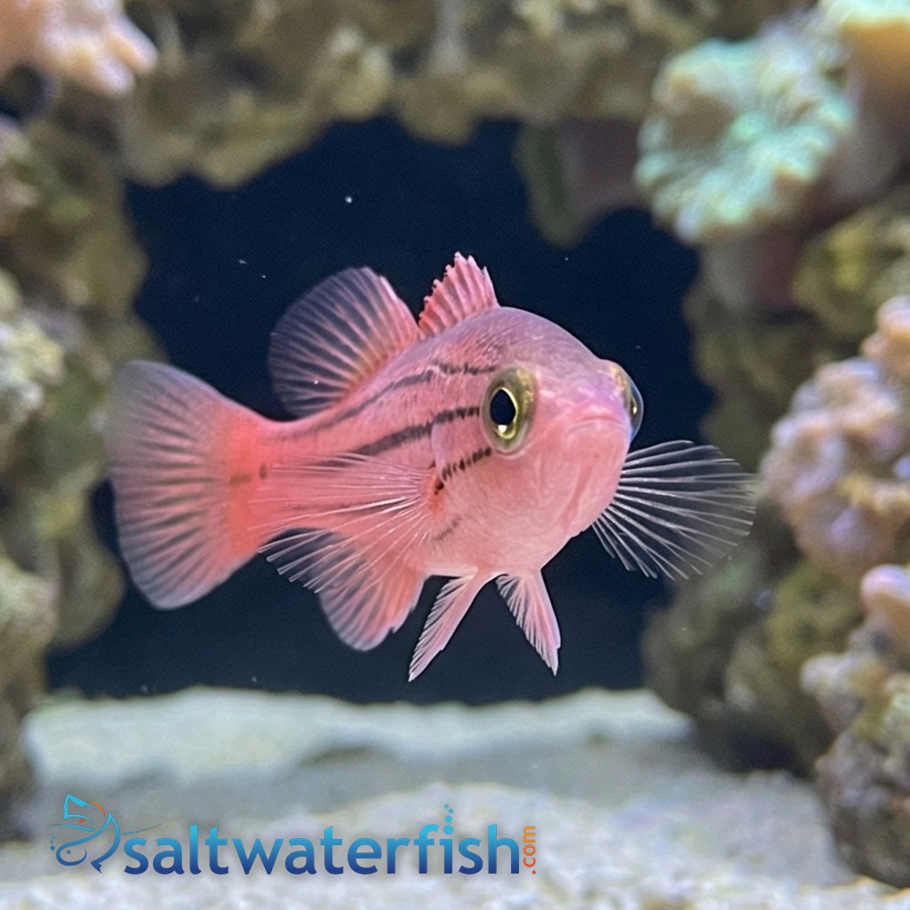 Collette's Reef Basslet