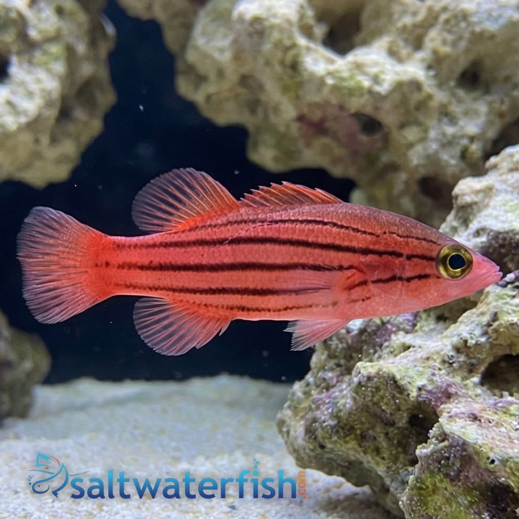 Collette's Reef Basslet