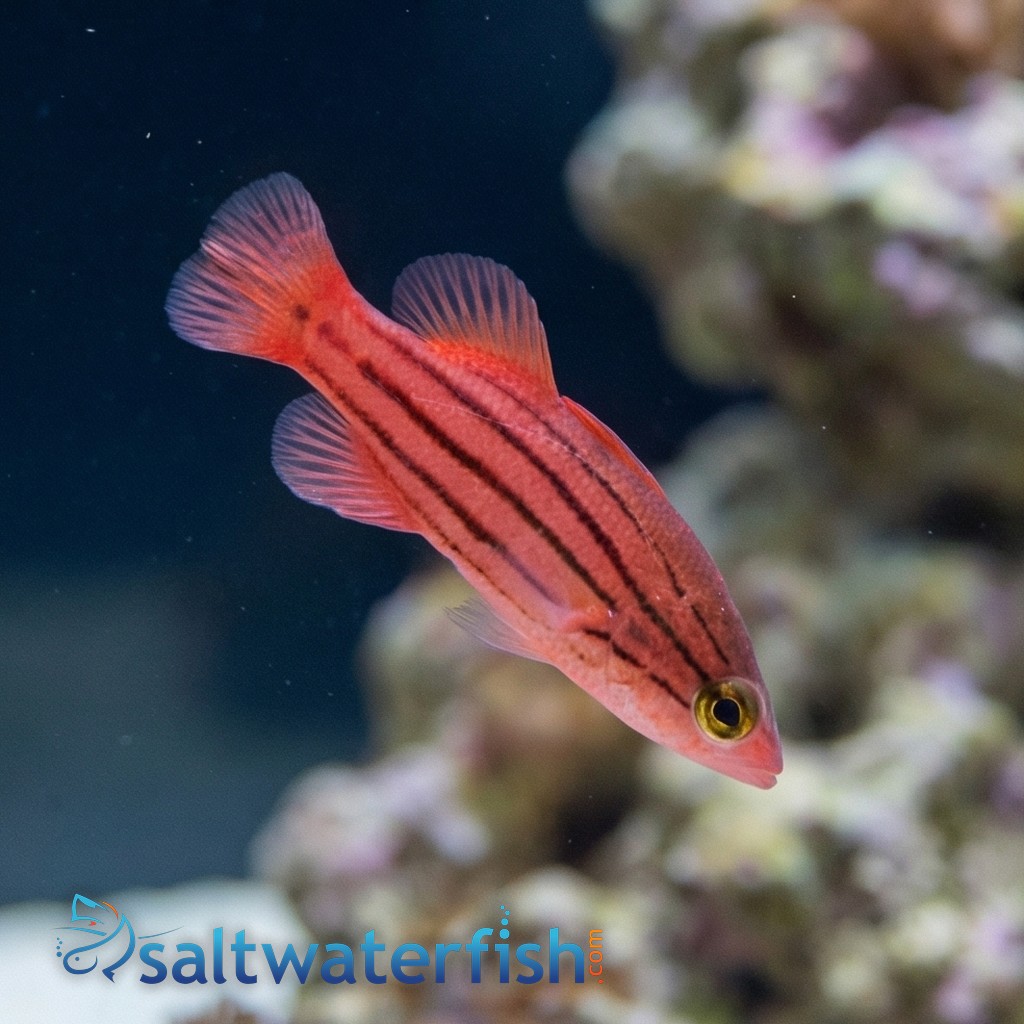 Collette's Reef Basslet