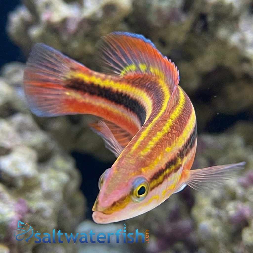 Rainbow Basslet